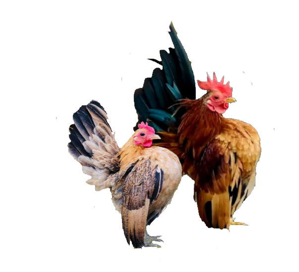 Ginger Red Serama